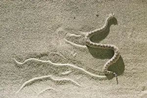 Cerastes: Sidewinder (Crotalus cerastes cerastes)