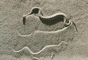 Cerastes: Sidewinder (Crotalus cerastes cerastes)