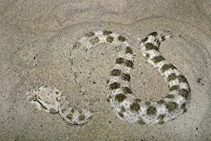 Sidewinder Rattlesnake