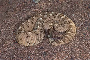 Cerastes: Sidewinder Rattlesnake