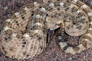 Cerastes: Sidewinder Rattlesnake