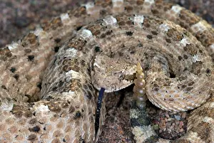 Cerastes: Sidewinder Rattlesnake