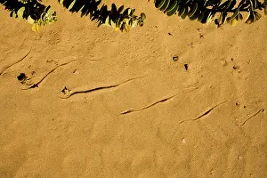 Adders: Sidewinding Tracks - Made by the Peringuey's Adder