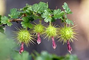 Gooseberry: Sierra Gooseberry - in fruit