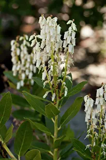 Laurel: Sierra Laurel - Western Leucothoe - in flower