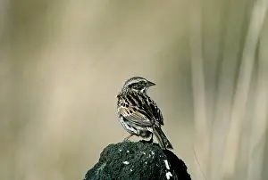 Baileyi: Sierra Madre Sparrow