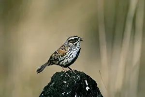 Baileyi: Sierra Madre Sparrow