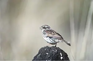 Sierra: SIERRA MADRE SPARROW - perched on rock