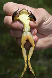 Yosemite: Sierra Nevada Yellow-Legged Frog