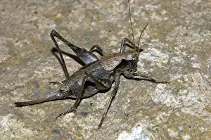 Katydid: Sierra Shieldback Katydid