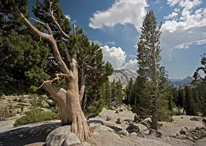 Juniper: Sierra / Western Juniper - at 8000 ft on granite