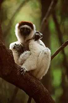 Piggyback: SIFAKA - mother with young on back
