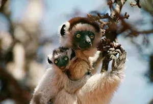 Sifaka: SIFAKA - with young on back