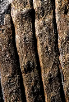 Scar: Sigillaria Fossil