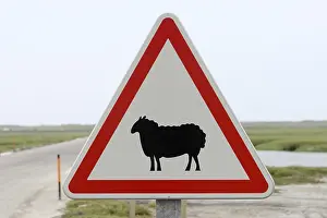Roadkill: Sign indicating the passage of sheep