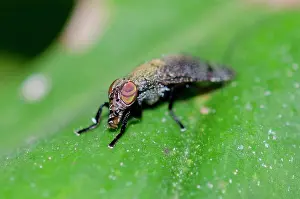 Klunkung: Signa Fly