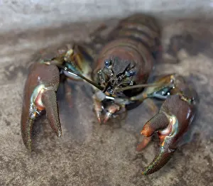 Signal: Signal Crayfish