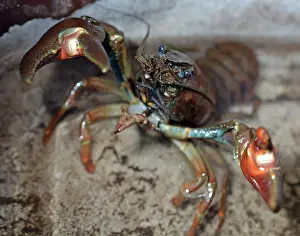 Signal: Signal Crayfish