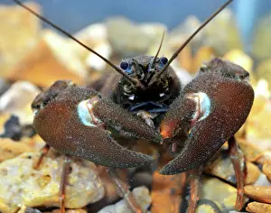Signal: Signal Crayfish