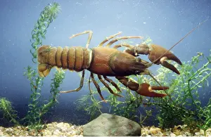 Alien: SIGNAL CRAYFISH