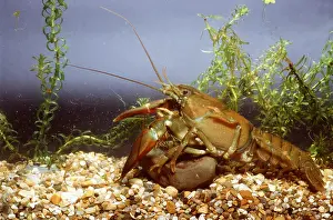 Emma Coghlan: SIGNAL CRAYFISH - immature