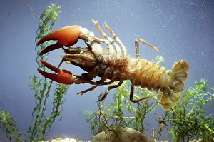 Alien: SIGNAL CRAYFISH (USA SPECIES)