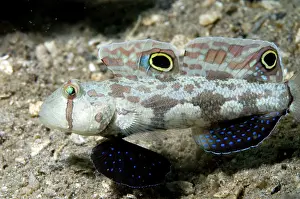 Biocellatus: Signal Goby