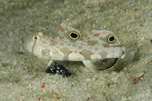 Papua: Signal Goby