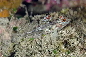 250521: Signalfin Goby with erect fin - Gemaf dive site