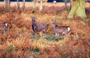 Sika: Sika Deer