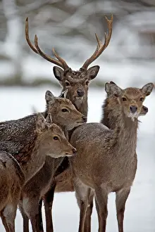 Sika: Sika Deer