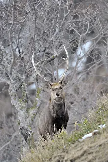 Sika: Sika Deer