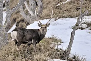 Sika: Sika Deer