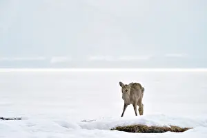 Sika: Sika Deer