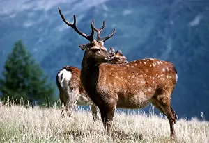 Alien: Sika DEER