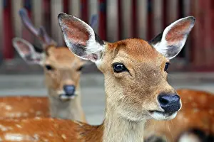 Sika: Sika Deer - Cervus Nippon
