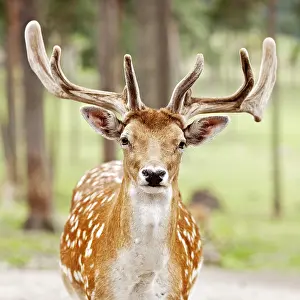 210519: Sika deer (Cervus nippon) in summer coat with velvet