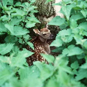 Sika: Sika DEER - fawn lying, protected by nettles