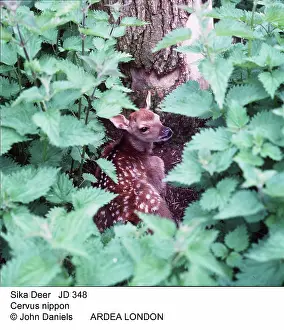 Alien: Sika DEER - fawn protected by nettles