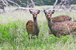 Sika: Sika Deer - female