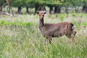 Sika: Sika Deer - female