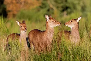 Sika: Sika Deer - female and young standing in grass