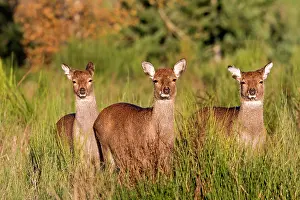 Sika: Sika Deer - female and young standing in grass
