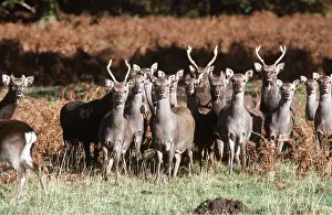 Introduced: SIKA DEER - herd