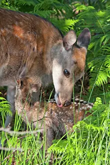 Sika: Sika Deer - hind cleaning new born calf