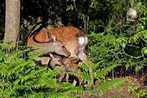 Sika: Sika Deer - Hind with newly born calf