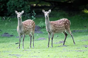 Sika: Sika Deer - two hinds alert on meadow
