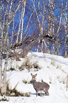 Sika: Sika Deer / Japanese Deer