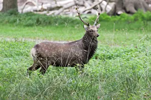 Sika: Sika Deer - male