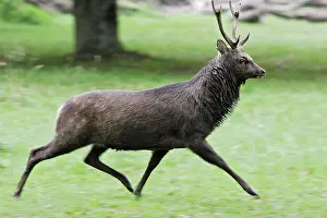 Sika: Sika Deer - male